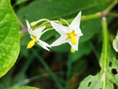 Solanum nigrescens