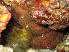 Holothuria sanctori