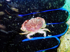 Paraxanthus barbiger