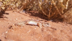 Stenodactylus mauritanicus