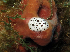Peltodoris atromaculata