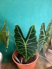 Alocasia amazonica
