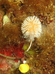 Aplidium turbinatum