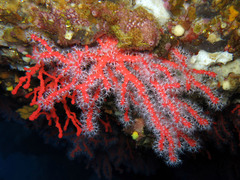Corallium rubrum
