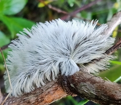 Megalopyginae