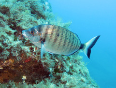 Diplodus puntazzo