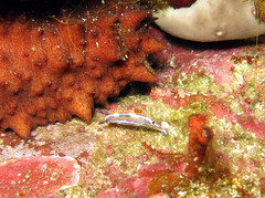 Felimare fontandraui