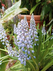 Muscari armeniacum