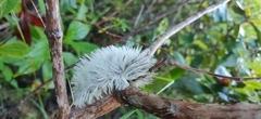 Megalopyginae