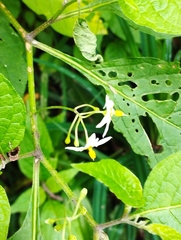 Solanum nigrescens