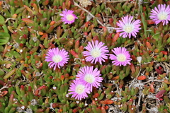 Disphyma crassifolium