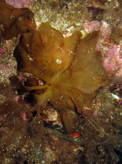 Zanardinia typus