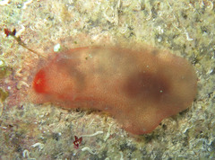 Ascidia mentula