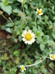 Tridax