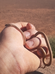 Psammophis schokari