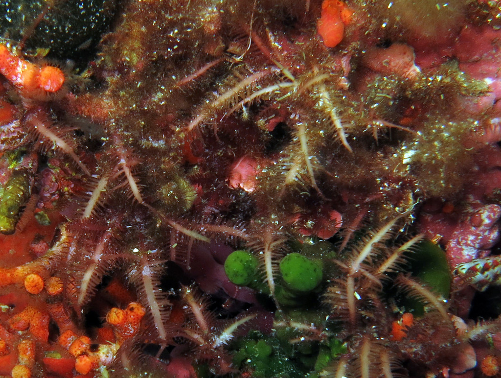 Gelidium pectinatum
