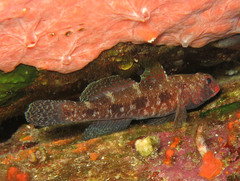 Gobius cruentatus