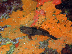 Gobius paganellus