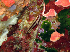 Gobius vittatus