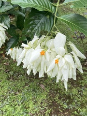 Mussaenda philippica