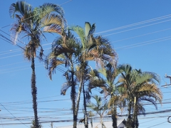 Dypsis lutescens