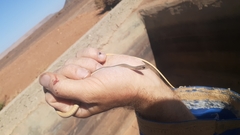 Psammophis schokari