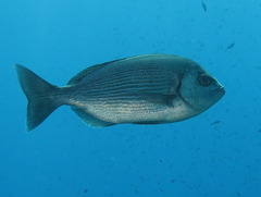 Spondyliosoma cantharus