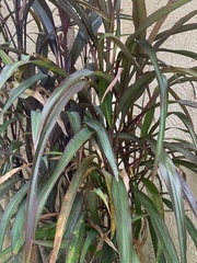 Cordyline fruticosa