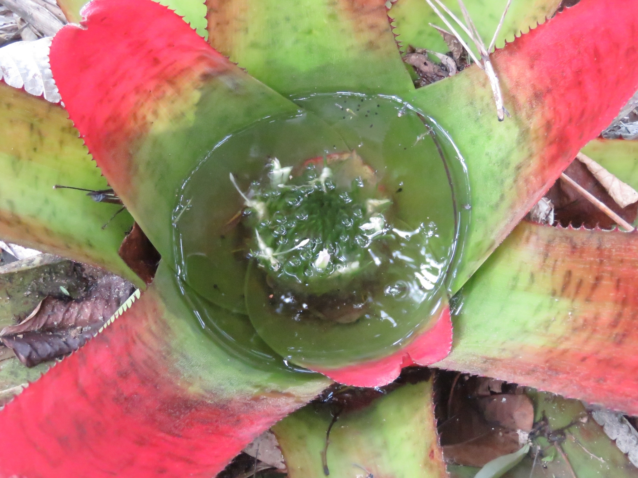 Neoregelia pernambucana