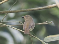 Cyornis glaucicomans