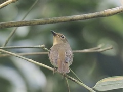 Cyornis glaucicomans