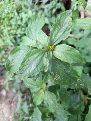 Synedrella nodiflora