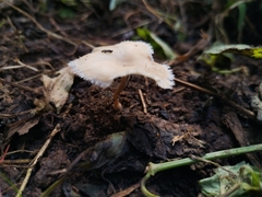 Lentinus flexipes