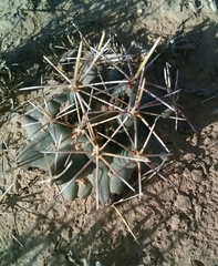 Coryphantha robustispina scheeri
