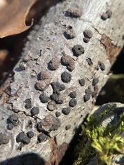 Hypoxylaceae