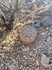 Escobaria alversonii