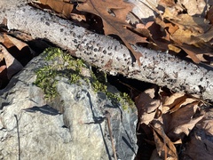 Hypoxylaceae