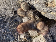 Escobaria alversonii