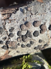 Hypoxylaceae