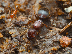 Pheidole
