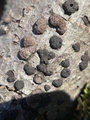 Hypoxylaceae