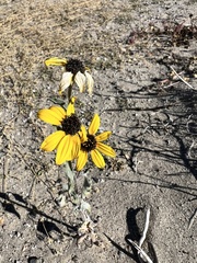 Helianthus petiolaris canescens