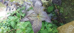 Alternanthera brasiliana