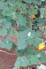 Solanum mammosum