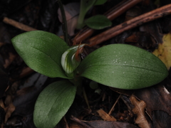 Pterostylis humilis