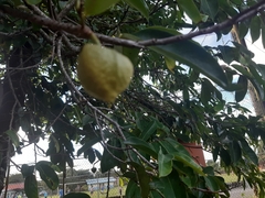 Annona muricata