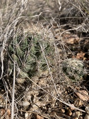 Coryphantha sulcata