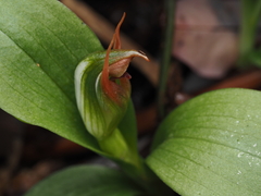 Pterostylis humilis