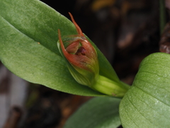 Pterostylis humilis