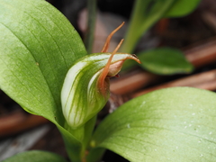 Pterostylis humilis